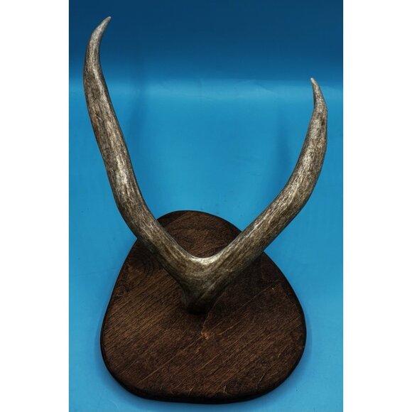 Rustic Mounted Deer Antler Display – Cabin Decor, Shed Antler on Wood Base - Picture 2 of 9